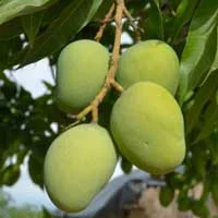 African Mango, an ingredient in Sugar Defender