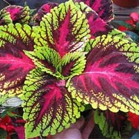 Coleus, an ingredient in Sugar Defender