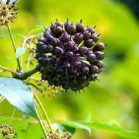 Eleuthero, an ingredient in Sugar Defender