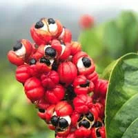 Guarana, an ingredient in Sugar Defender