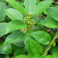 Gymnema, an ingredient in Sugar Defender
